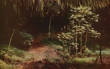Vintage Postcard Fern Grotto Kauai Scenic Beauty Honolulu Hawaii Photo Supply