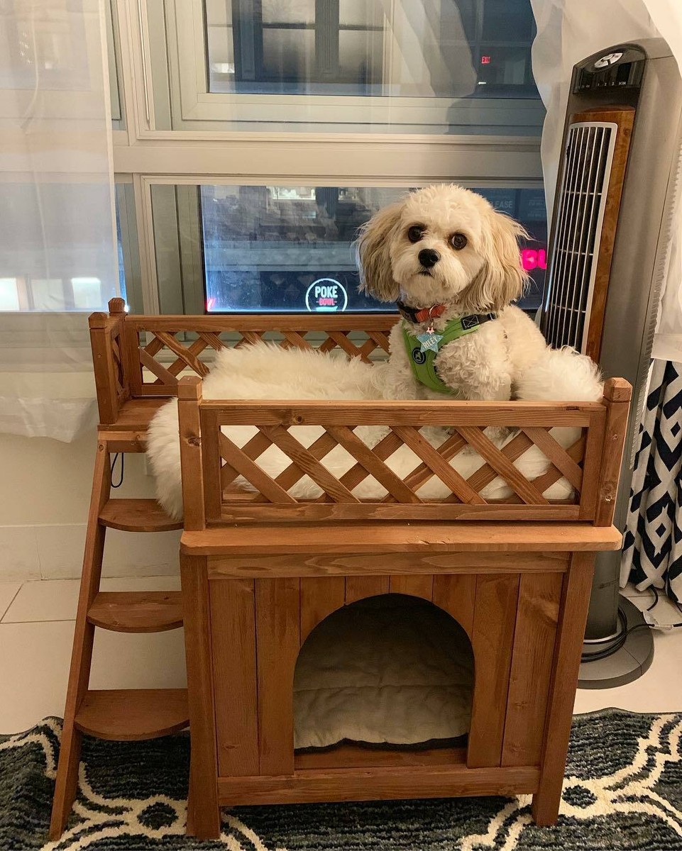 The Dog Little Dog House Grooming Puppy Dog Houses Small Pet Puppy Kitten  Heavy Duty Wood Indoor