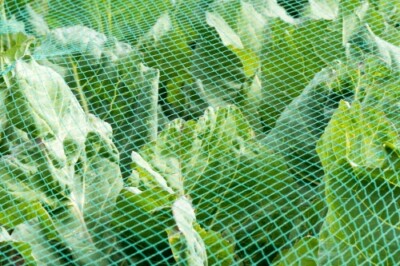 Rete Per Laghetto 10x10m - Maglia 12mm, Protezione Da Foglie E Predatori, Verde Scuro - Foto 6