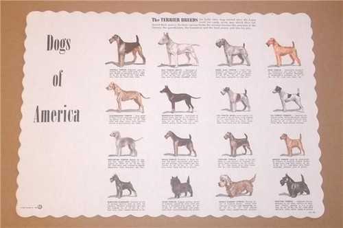 RARE ORIGINAL 1966 RESTAURANT PLACEMAT DOGS OF AMERICA THE TERRIER BREEDS ~ EXC