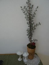 Chic Antique Bäumchenca.50cm  u.Loberon Weih...