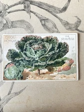 Chromo Label Antique Vegetable Vilmorin Milan Cabbage Horticulture Catalog