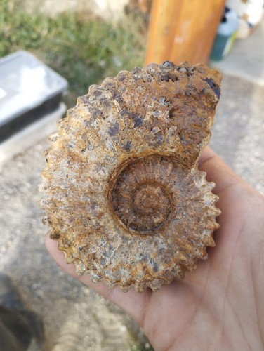 Ammonite Douvilleiceras mammilatum Madagascar 109x86mm amonite Fossile - Imagen 2 de 6