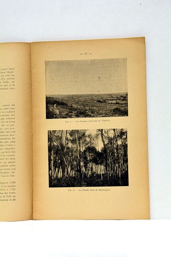 Le Pin d'Alep Dr Louis Planchon C. Pasquet Montpellier 1914 - Picture 3 of 5