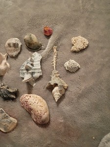 Fossiled Coral,  Sea Shells,Fragments Large Spiked Seashells Aquarium Decoration