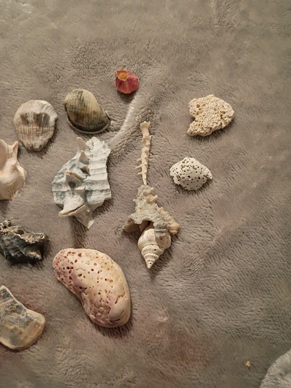 Fossiled Coral,  Sea Shells,Fragments Large Spiked Seashells Aquarium Decoration