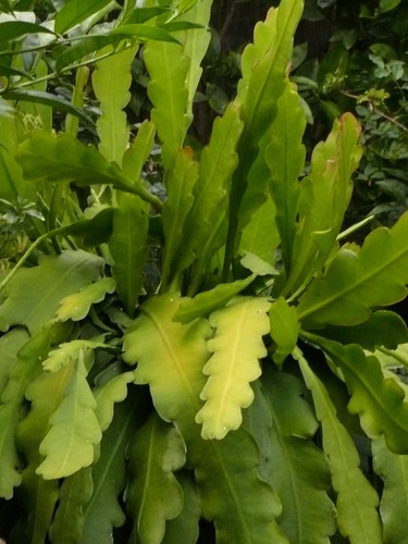 25+ SEEDS Epiphyllum RARE GERMANY Orchid Cactus RUBIN DUE x BUMPKIN free ship - Picture 5 of 5
