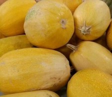 SPAGHETTI SQUASH SEEDS 20 WINTER SQUASH garden Vegetable NON-GMO FREE SHIPPING