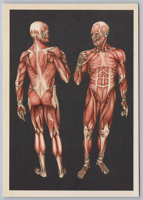Postkarten Set Anatomicum Postcard Box / JENNIFER Z PAXTON | Bücher Postkarten Vintage