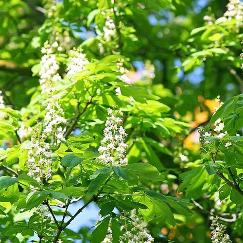NEW!! MAGNOLIA ORCHID SKINCARE COLLECTION-PART 1 - Picture 37 of 38