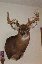 Whitetail Deer Head Shoulder Mount Taxidermy Cape Shed Antler Hunt Mule Rack
