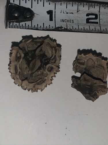 Petrified Walnut - Ohio's petrified wood is a notable geological feature. - Picture 3 of 7