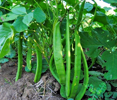 500+ Sword Jack Bean Seedss (Canavalia gladiata) For Planting