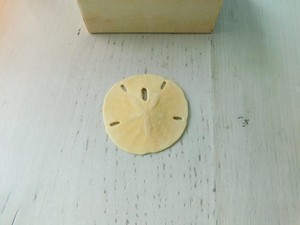VINTAGE BERMUDA SAND DOLLAR