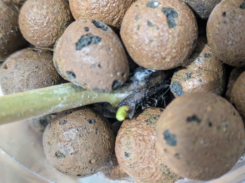 Philodendron billietiae variegated (rooted cutting w/ 1 leaf+1 NEW shoot) - Picture 9 of 9