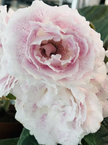 Gloxinia MG- Morning Star. Huge plant in buds. African Violet Kin. Huge blooms! - Picture 4 of 18