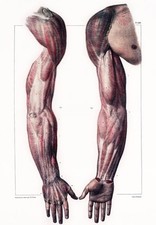 ML28 Vintage Medical Anatomical Human Skin Body Arm Hand Muscles Poster A2/A3/A4