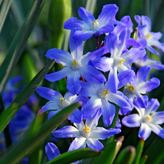 20 x Blue CHIONODOXA Forbesii SPRING FLOWERING Perennial Garden Plant BULBS