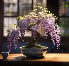 Purple Weeping Wisteria Bonsai Tree Seedling for Planting - 1 Year Seedling