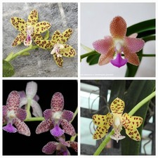 duft Orchidee Phalaenopsis Nagasaki  /warm Versand