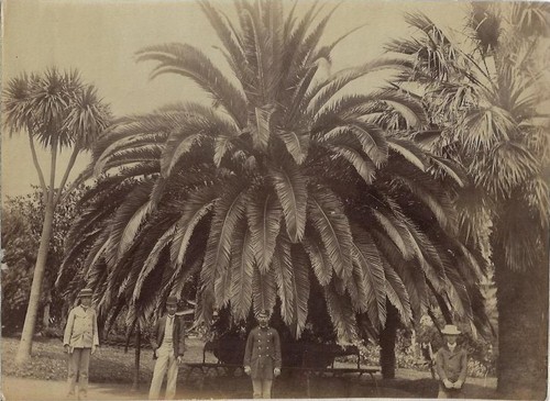 1880er Jahre Souveniralbum mit Originalfotografien von Madeira, großes Panorama - Bild 4 von 8