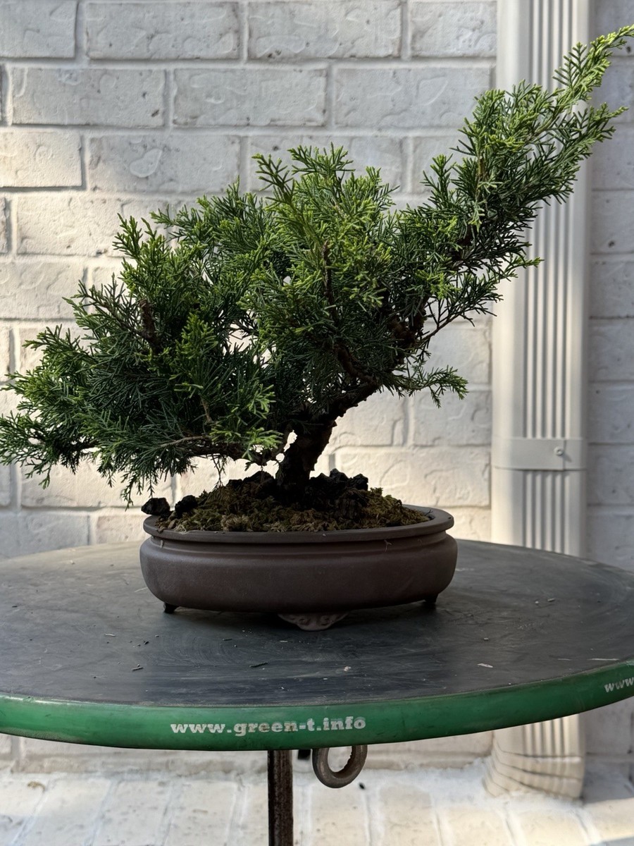 bonsai tree dirt Bonsai Soil by Perfect Plants - 2qts main image 1