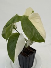 Monstera Albo rooted And potted EBAY-Potalbo-001