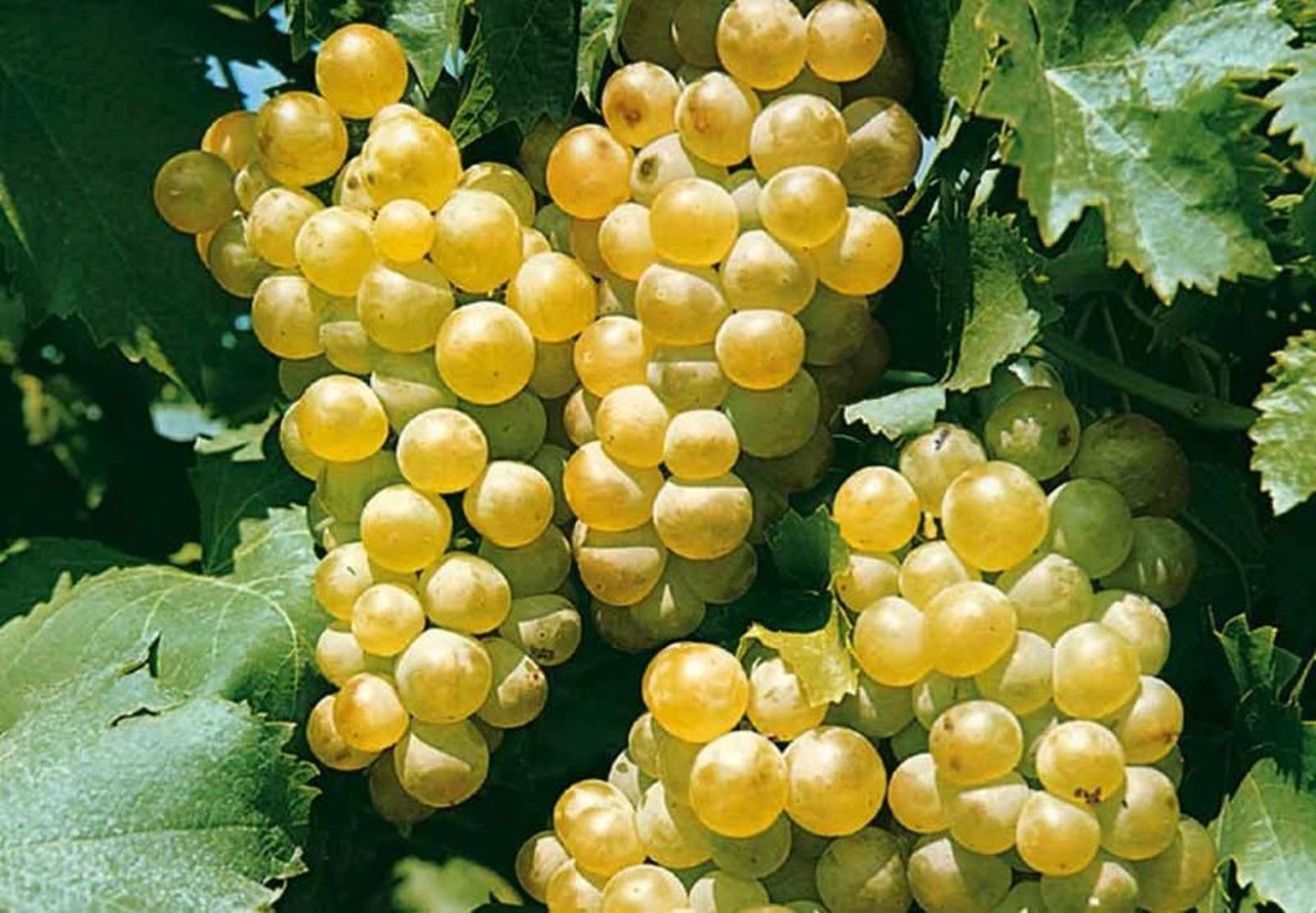 Vigne Chardonnay 80 cm pour jardin et terrasse