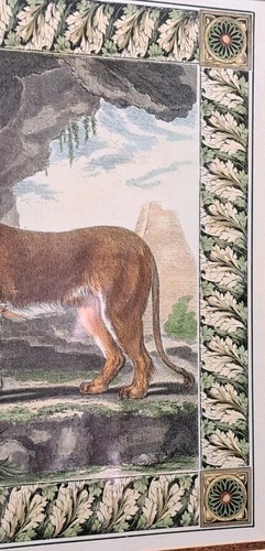 Stampa Buffin Lioness incorniciata - Foto 4 di 10
