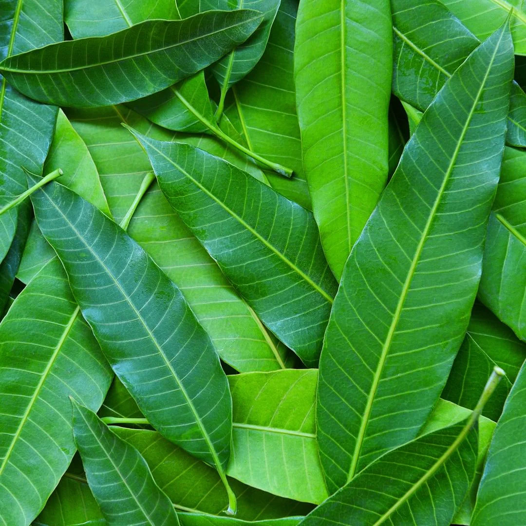 25 Mango Leaves FLORIDA 100% Organic Freshly Picked herbs leaf fresh