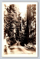 RPPC Road Thru Beautiful Washington Virgin Timber Giant Redwoods Car WA Postcard