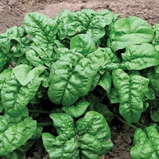100+ GIANT Noble Spinach Seeds, Heirloom, Non-GMO, FRESH Garden seed
