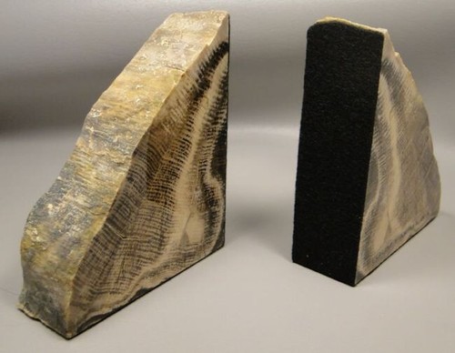 Petrified Wood Bookends Polished Rock 5 inch Fossilized Washington #O1 - Picture 3 of 4