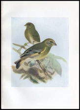 1917 H. Dresser Birds of Britain Original Antique Bird Print Greenfinch