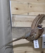Full Body Pheasant Mount