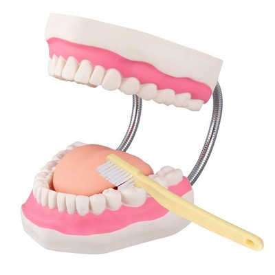 Healthible Tooth Brushing Model - 6 Time Tongue 6 Teeth