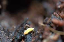Live Yuukianura aphoruroides  Gold" Springtail Culture - 40 springtails - LAG