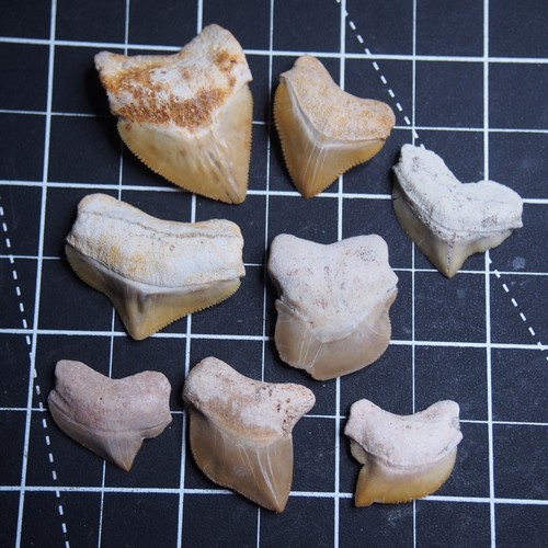 8 pieces Shark Squalicorax Pristodontus Corax Tooth Teeth lot Fossil 1841 - Picture 2 of 12