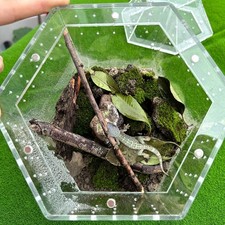 Reptile Terrarium Terrarium Habitat Reptile Tank