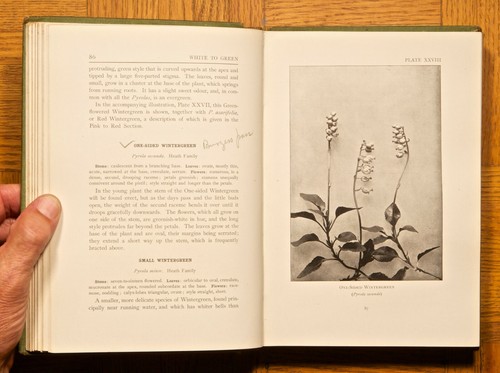 1906 1. HC, Bergwildblumen Kanadas von Julia W. Henshaw; William Briggs - Bild 8 von 9