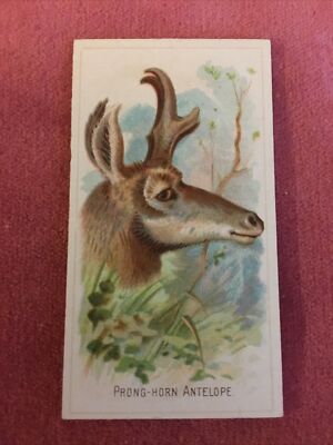 ALLEN & GINTER WILDE TIERE DER WELT 1889 - ZACKENHORNANTILOPE