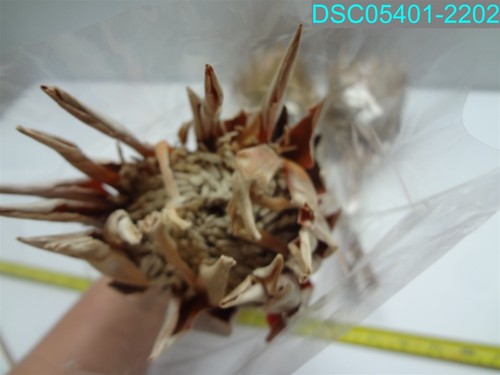 QTY=3: Artificial Protea King Flower Stem Chocolate Brown 04665307 - Picture 3 of 3
