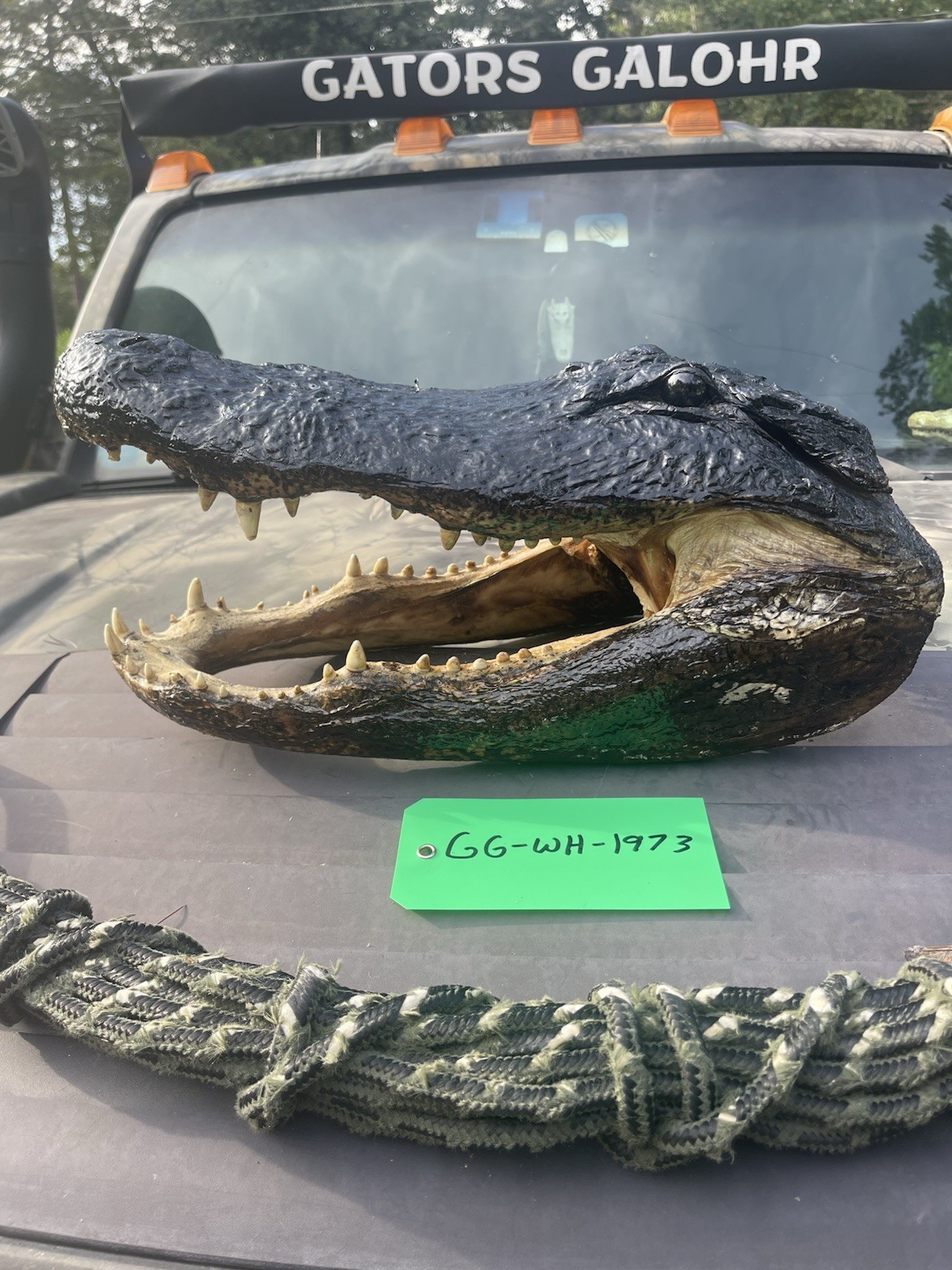 Large Alligator Head Taxidermy | 11 Foot Gator