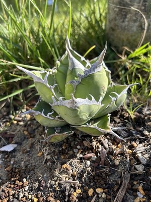 Agave titanota | eBay