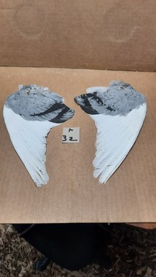 Pair Pigeon Wing Feathers Fly Tying Crafts Taxidermy Natural Causes A32