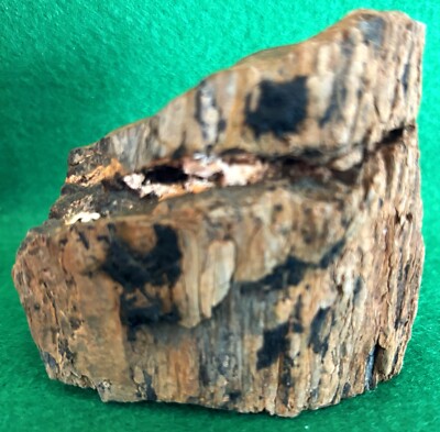 Raw Petrified Wood Paperwieght from Indian Territory  SE Kansas 200 Mill years +