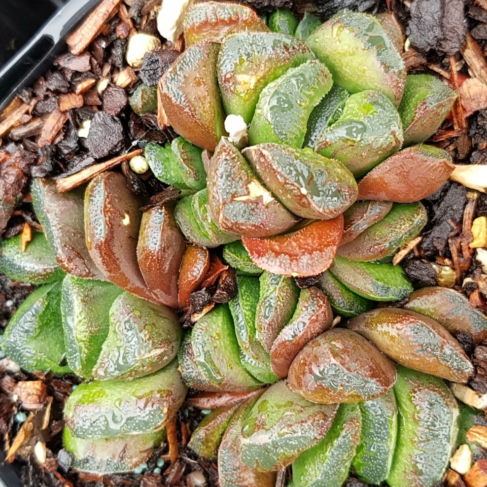 Haworthia truncata MIX Seeds x 8 HYBRID FOR SUCCULENT AND CACTI COLLECTERS Track - Image 4 of 4