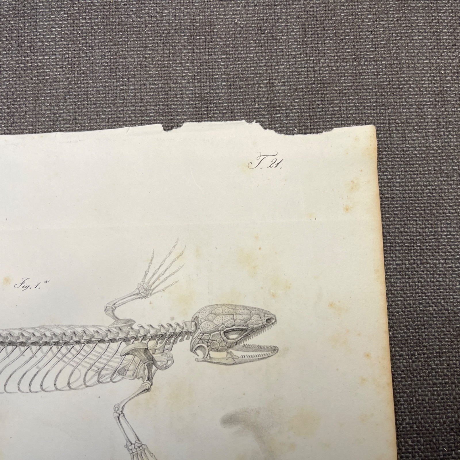 Lizard Skeleton Print 1800s Antique Zoological Illustration