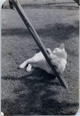 1950s White Cat Playing With Stick In Grass Animal Pet Vintage Photo