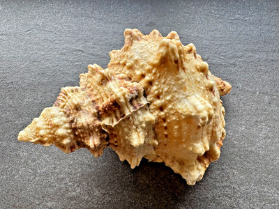 Bursa lampas / Tutufa bubo 135 mm große Froschschnecke Muschel Naturfund Deko Sa